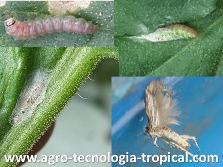 Ciclo de vida de la palomilla de larva a pupa y luego adulto Ciclo de vida de la palomilla larva, pupa, adulto